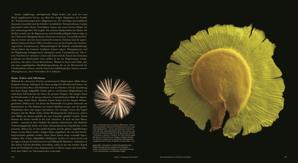 Weitere Ansicht: Samen | Wolfgang Stuppy, Rob Kesseler