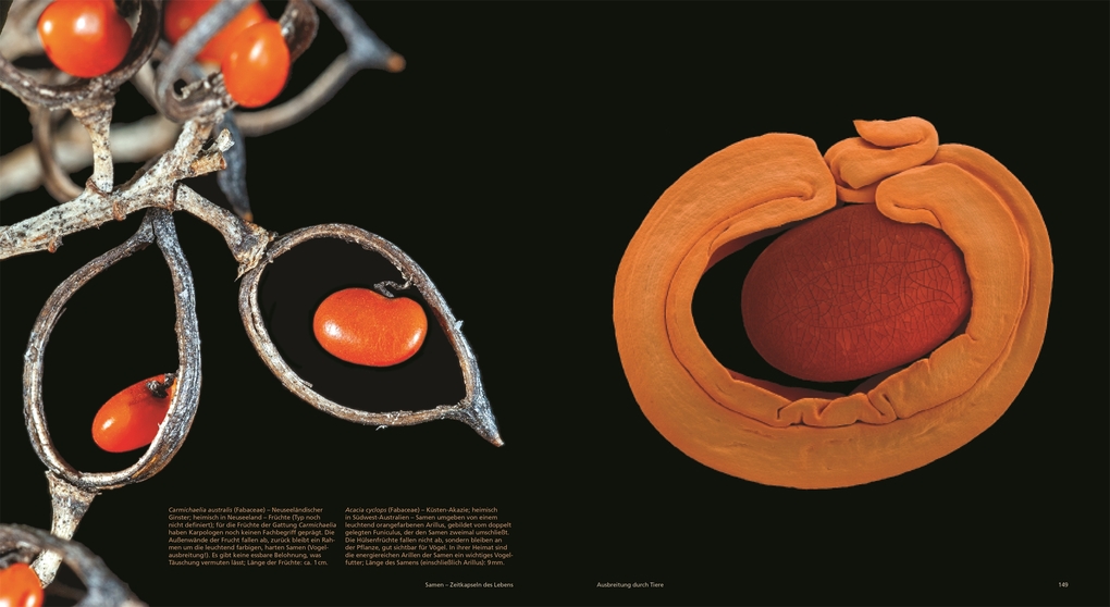 Weitere Ansicht: Samen | Wolfgang Stuppy, Rob Kesseler