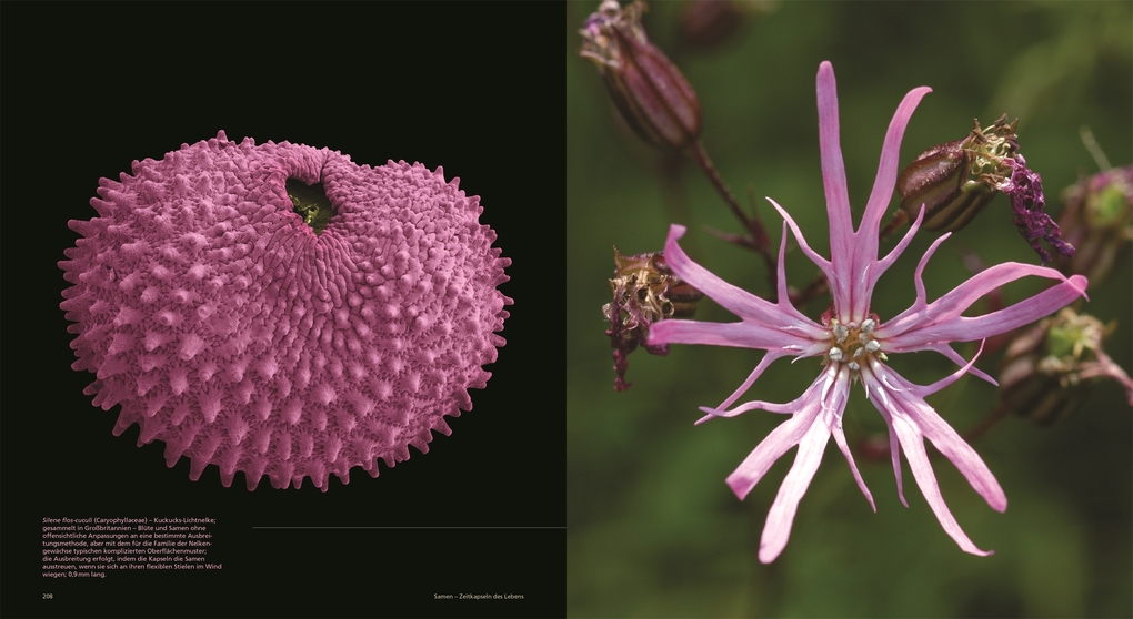 Weitere Ansicht: Samen | Wolfgang Stuppy, Rob Kesseler