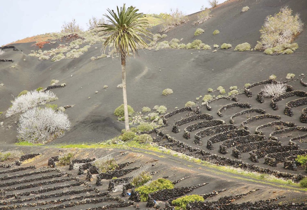 Weitere Ansicht: Atlas der außergewöhnlichen Weine | Pierrick Bourgault