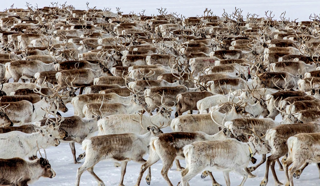 Weitere Ansicht: Lappland | Bernd Römmelt