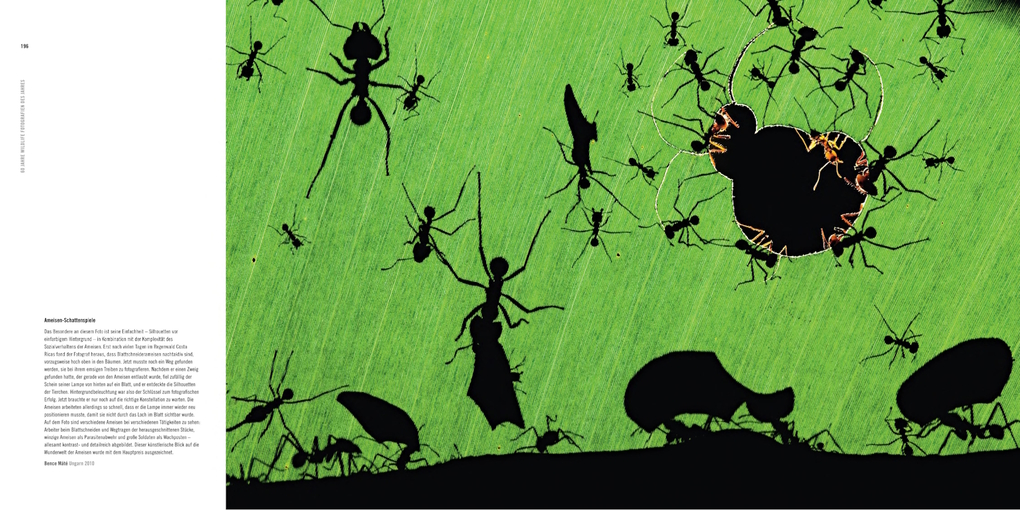 Weitere Ansicht: 60 Jahre Wildlife Fotografien des Jahres | Rosamund Kidman Cox