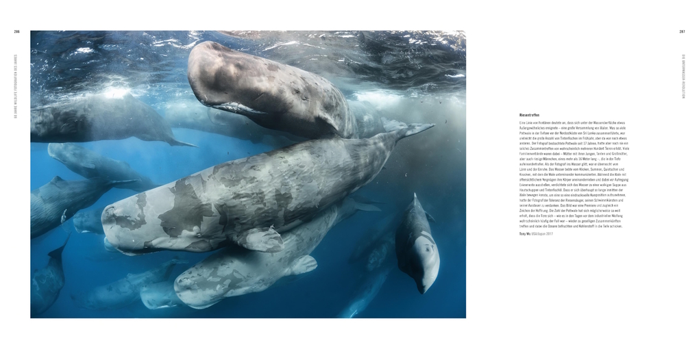 Weitere Ansicht: 60 Jahre Wildlife Fotografien des Jahres | Rosamund Kidman Cox