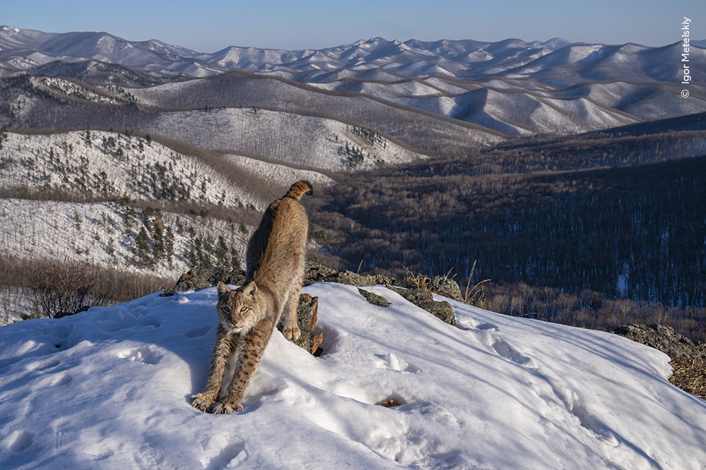 Weitere Ansicht: Wildlife Fotografien des Jahres - Portfolio 34