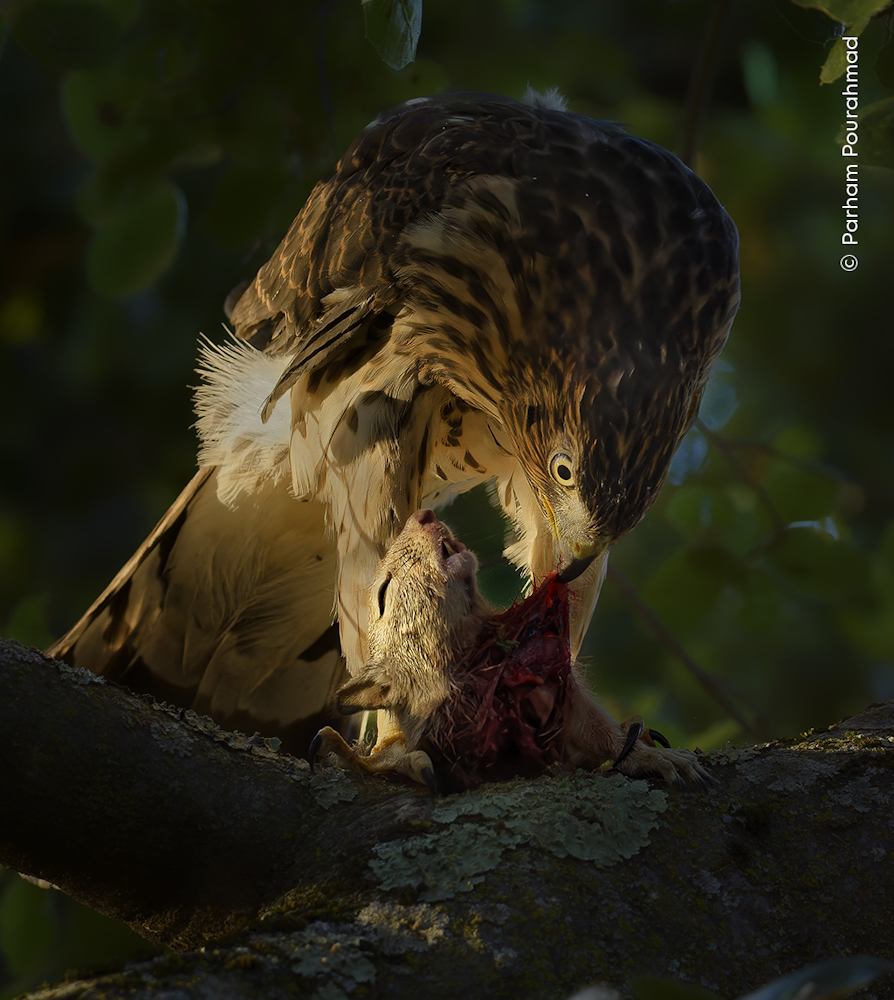 Weitere Ansicht: Wildlife Fotografien des Jahres - Portfolio 34