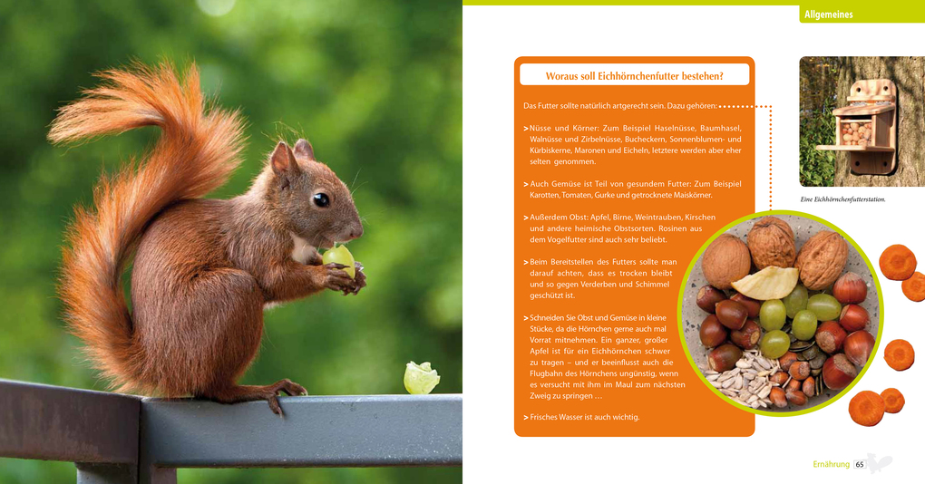 Weitere Ansicht: Eichhörnchen entdecken! | Birte Alber, Carsten Cording