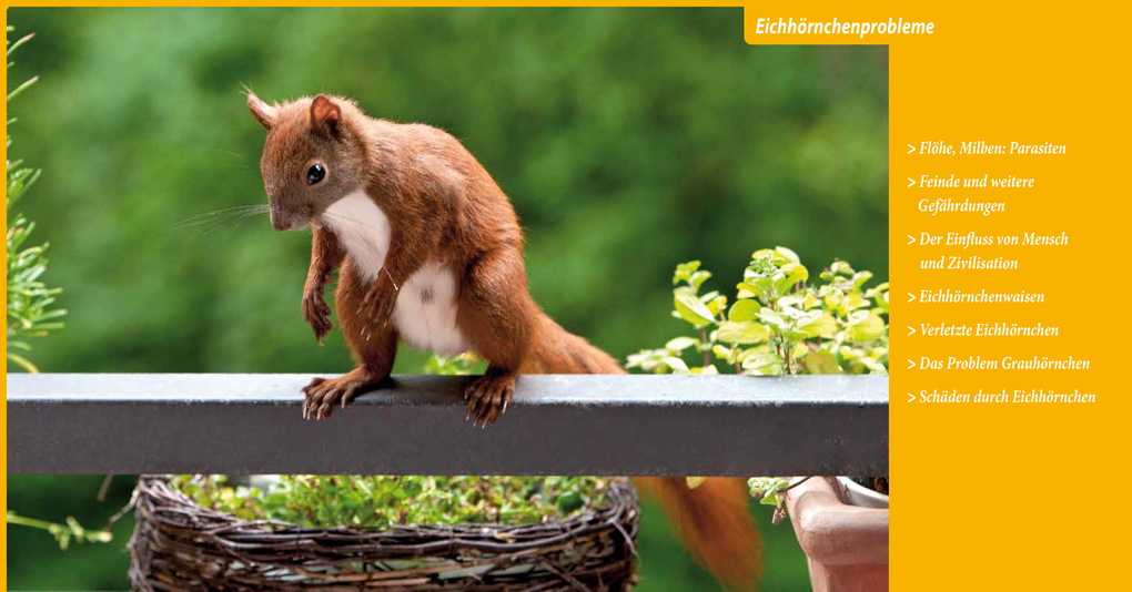 Weitere Ansicht: Eichhörnchen entdecken! | Birte Alber, Carsten Cording