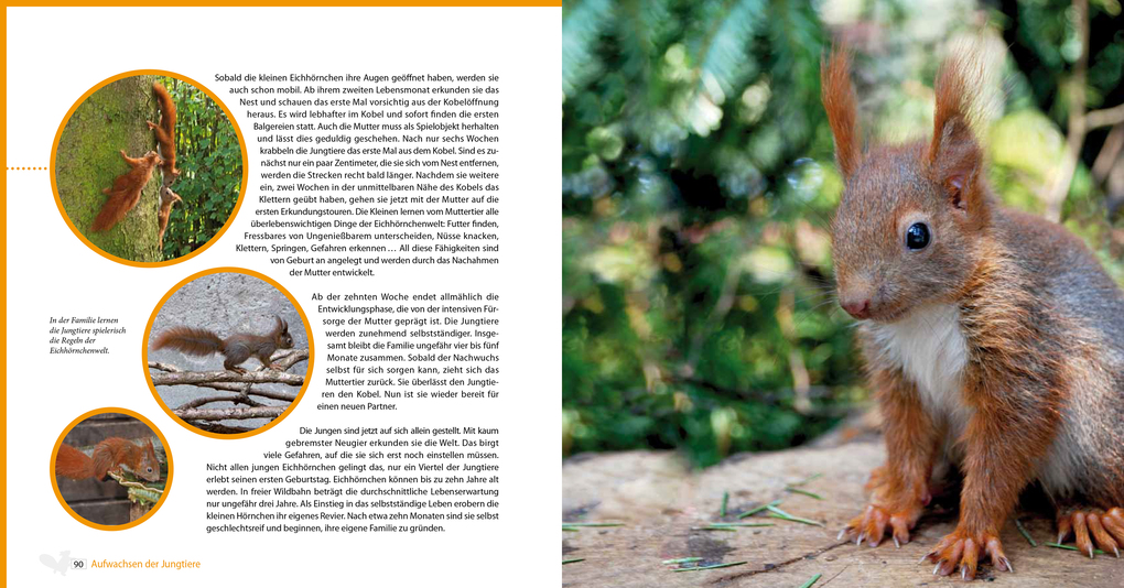 Weitere Ansicht: Eichhörnchen entdecken! | Birte Alber, Carsten Cording