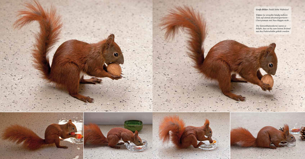 Weitere Ansicht: Eichhörnchen entdecken! | Birte Alber, Carsten Cording