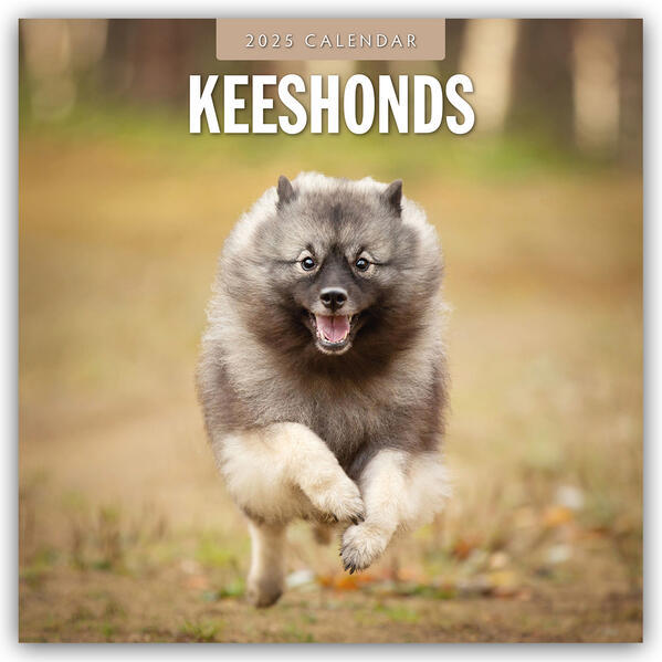 Produktbild: Keeshonds 2025 Square Wall Calendar | Red Robin