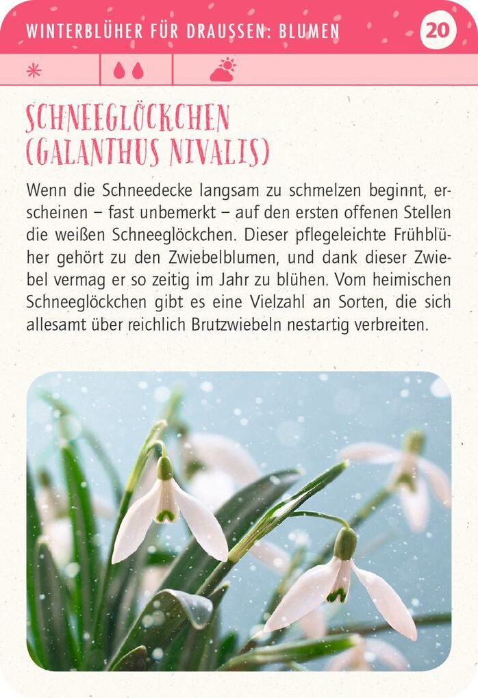 Weitere Ansicht: Blatt & Blüte Winterglück | Bärbel Oftring