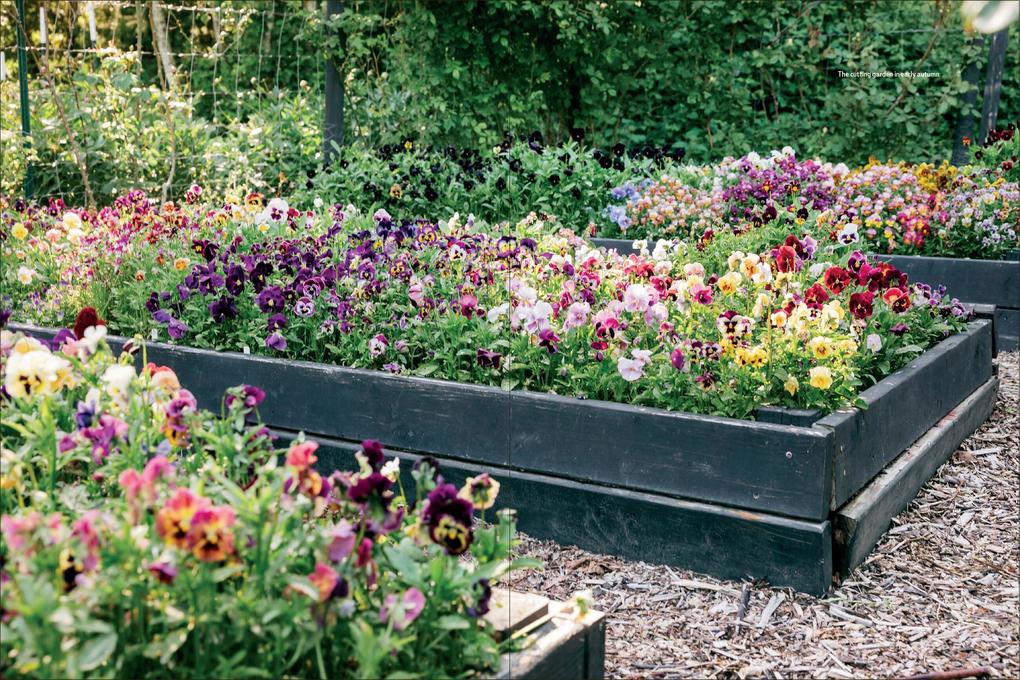 Weitere Ansicht: Pansies | Brenna Estrada