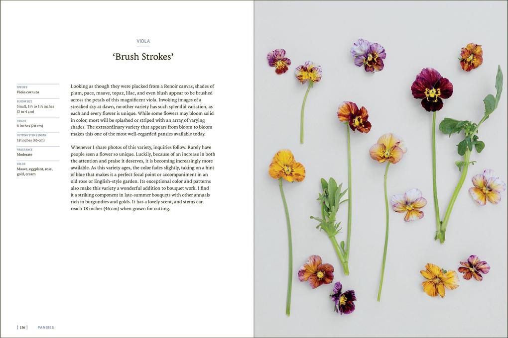 Weitere Ansicht: Pansies | Brenna Estrada