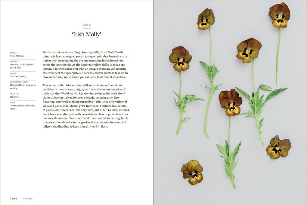 Weitere Ansicht: Pansies | Brenna Estrada