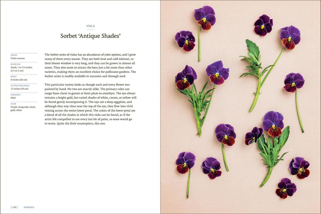 Weitere Ansicht: Pansies | Brenna Estrada