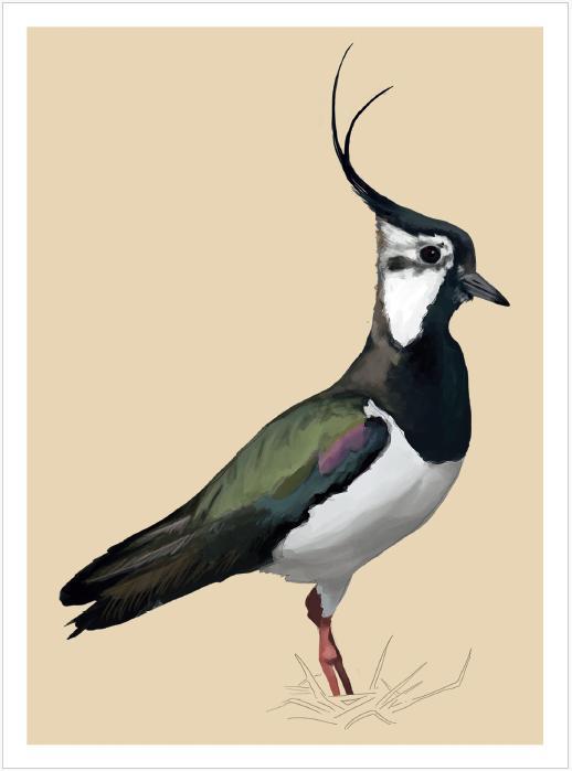 Weitere Ansicht: Famose Vögel - Postkartenbuch