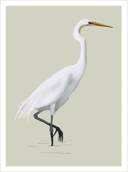 Weitere Ansicht: Famose Vögel - Postkartenbuch