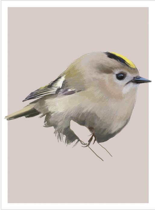 Weitere Ansicht: Famose Vögel - Postkartenbuch