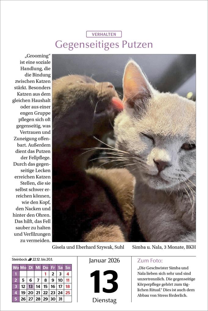 Weitere Ansicht: Katzen Tageskalender 2026