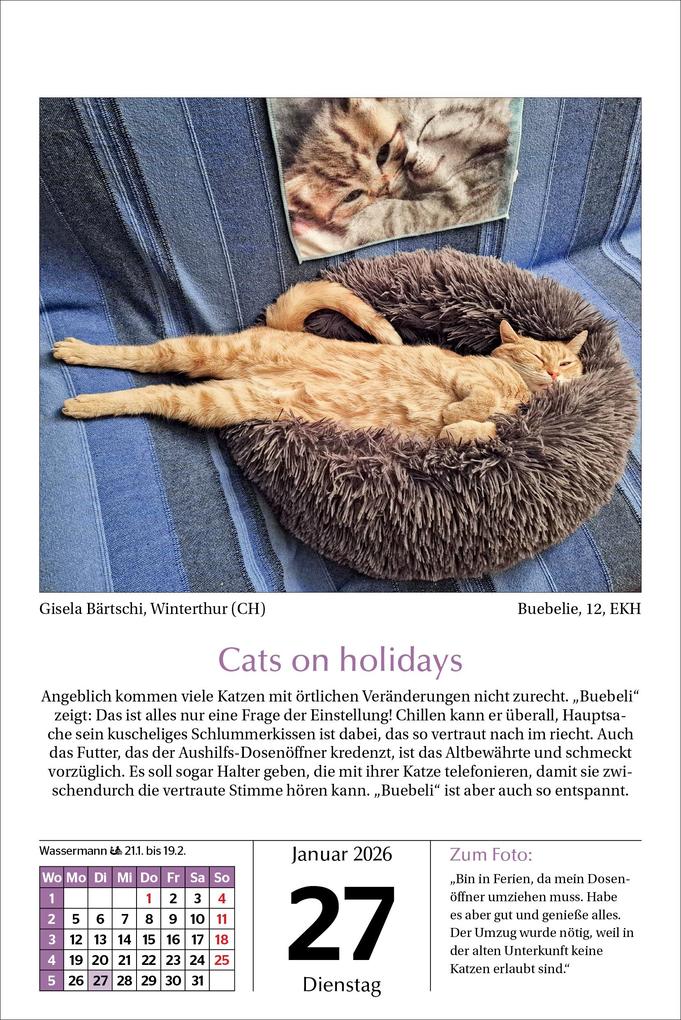 Weitere Ansicht: Katzen Tageskalender 2026