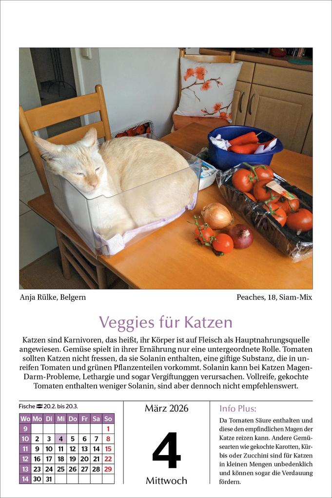 Weitere Ansicht: Katzen Tageskalender 2026
