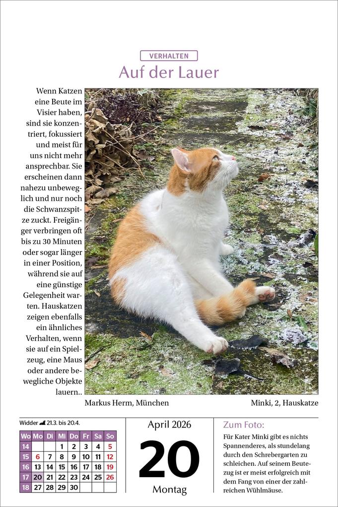 Weitere Ansicht: Katzen Tageskalender 2026