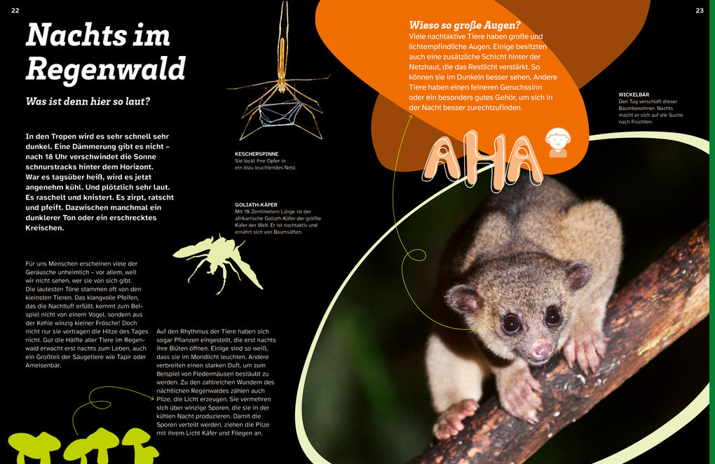 Weitere Ansicht: WAS IST WAS Regenwald. Wilde grüne Welt | Alexandra Werdes