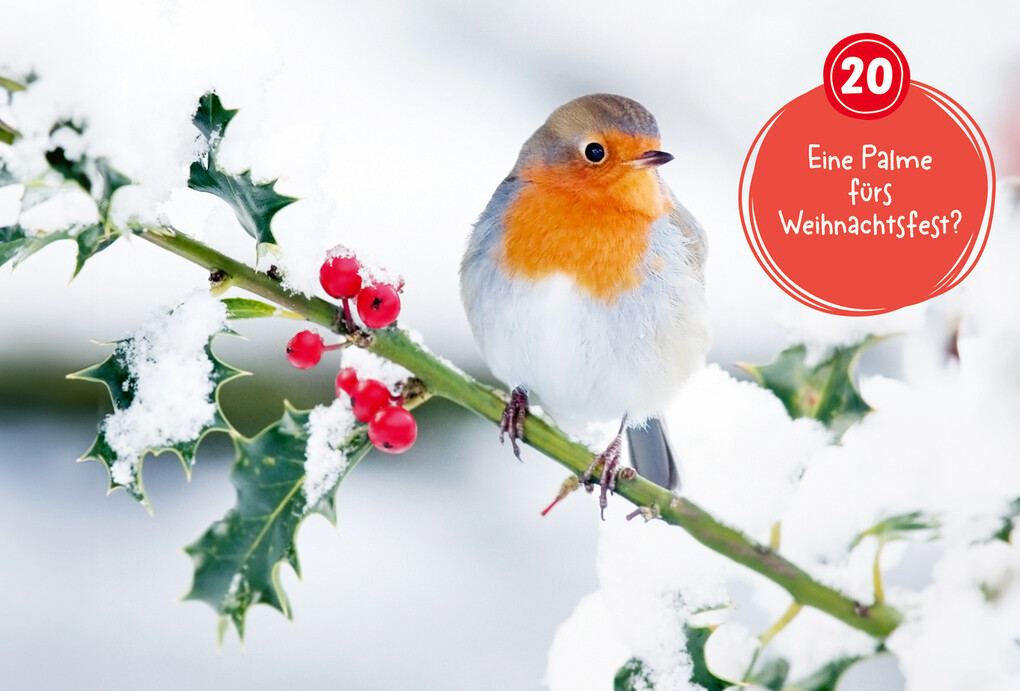 Weitere Ansicht: Mein WAS IST WAS Adventskalenderbuch 3 | Andrea Weller-Essers