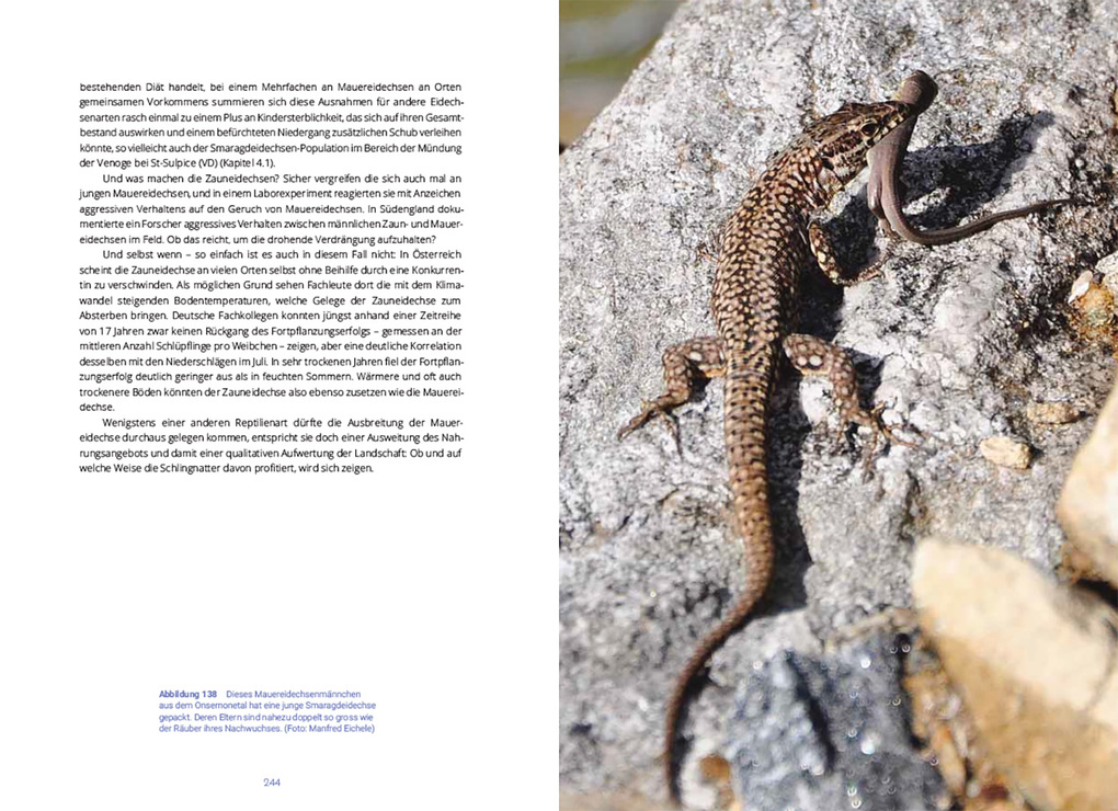 Weitere Ansicht: Reptilien in der Schweiz | Ulrich Hofer