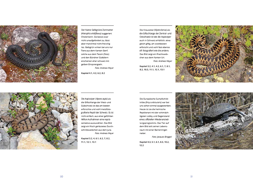 Weitere Ansicht: Reptilien in der Schweiz | Ulrich Hofer