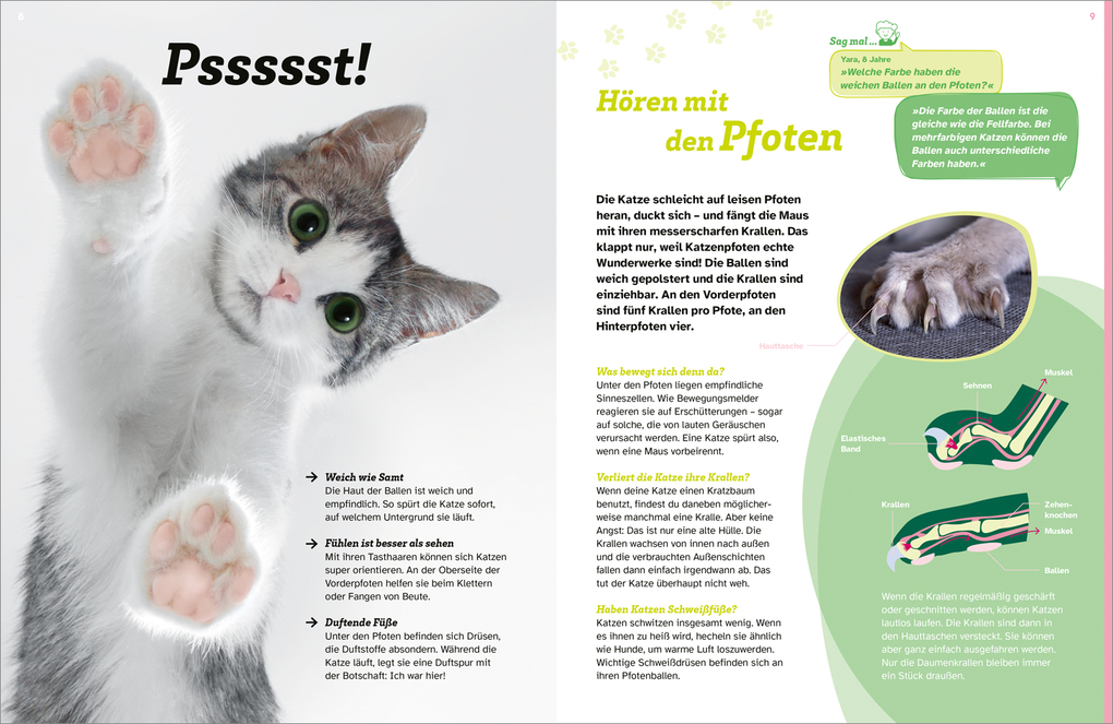 Weitere Ansicht: WAS IST WAS Katzen. Eigenwillige Schnurrer | Judith Weber