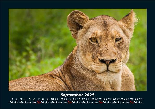 Weitere Ansicht: Der Tierkalender 2025 Fotokalender DIN A5 | Tobias Becker