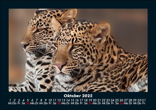Weitere Ansicht: Der Tierkalender 2025 Fotokalender DIN A5 | Tobias Becker