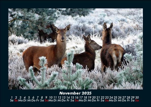 Weitere Ansicht: Der Tierkalender 2025 Fotokalender DIN A5 | Tobias Becker