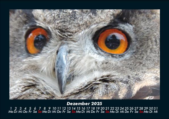 Weitere Ansicht: Der Tierkalender 2025 Fotokalender DIN A5 | Tobias Becker