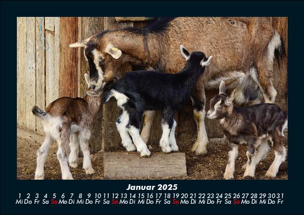 Weitere Ansicht: Der Tierkalender 2025 Fotokalender DIN A5 | Tobias Becker
