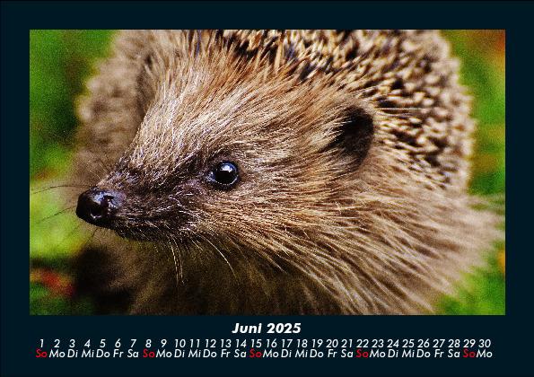 Weitere Ansicht: Der Tierkalender 2025 Fotokalender DIN A5 | Tobias Becker