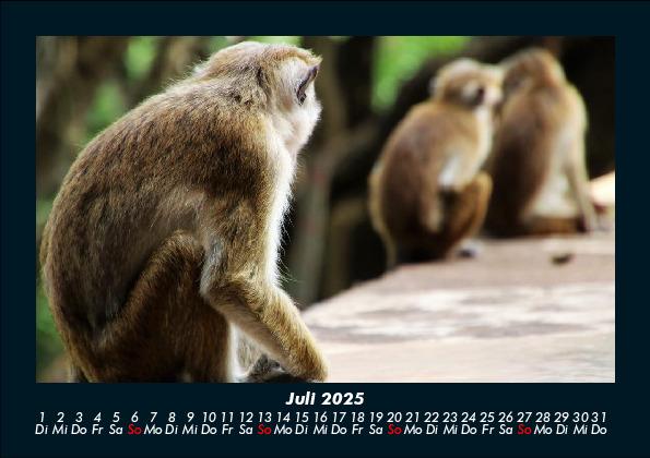 Weitere Ansicht: Der Tierkalender 2025 Fotokalender DIN A5 | Tobias Becker