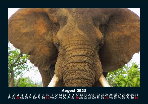 Weitere Ansicht: Der Tierkalender 2025 Fotokalender DIN A5 | Tobias Becker