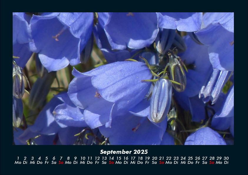 Weitere Ansicht: Pflanzen und Blüten 2025 Fotokalender DIN A4 | Tobias Becker