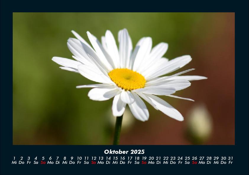 Weitere Ansicht: Pflanzen und Blüten 2025 Fotokalender DIN A4 | Tobias Becker