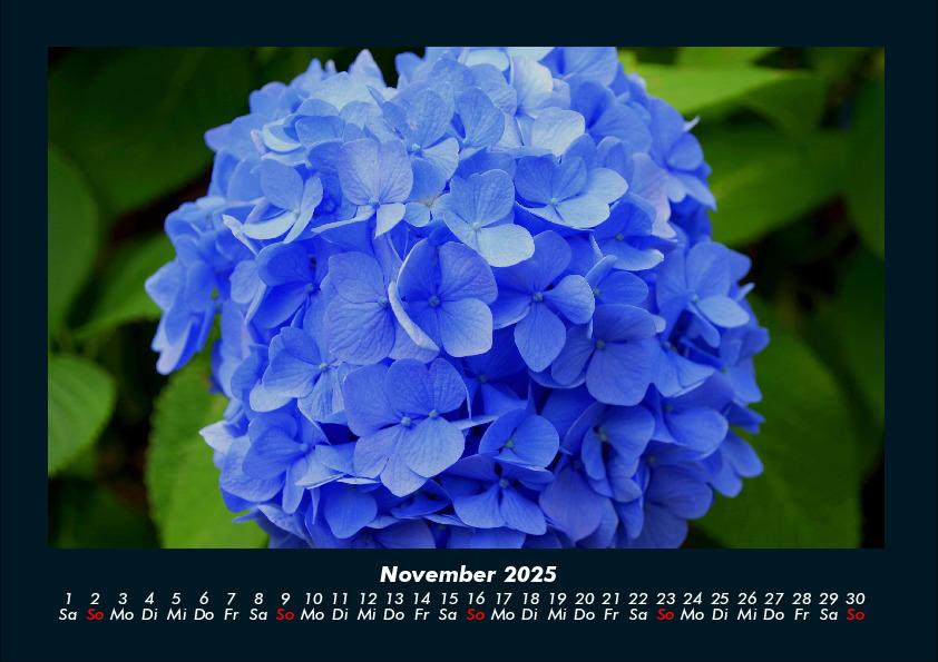 Weitere Ansicht: Pflanzen und Blüten 2025 Fotokalender DIN A4 | Tobias Becker