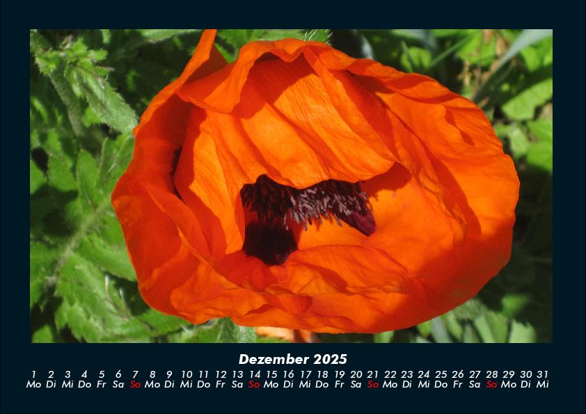 Weitere Ansicht: Pflanzen und Blüten 2025 Fotokalender DIN A4 | Tobias Becker