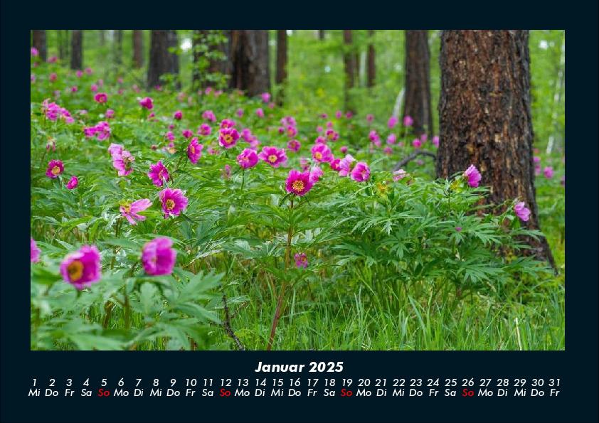 Weitere Ansicht: Pflanzen und Blüten 2025 Fotokalender DIN A4 | Tobias Becker