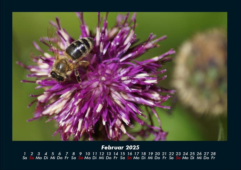 Weitere Ansicht: Pflanzen und Blüten 2025 Fotokalender DIN A4 | Tobias Becker