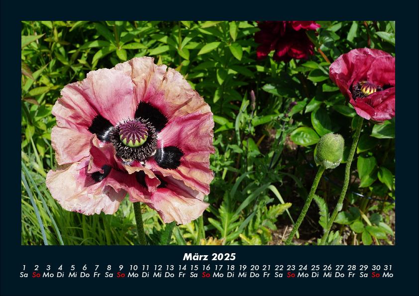 Weitere Ansicht: Pflanzen und Blüten 2025 Fotokalender DIN A4 | Tobias Becker