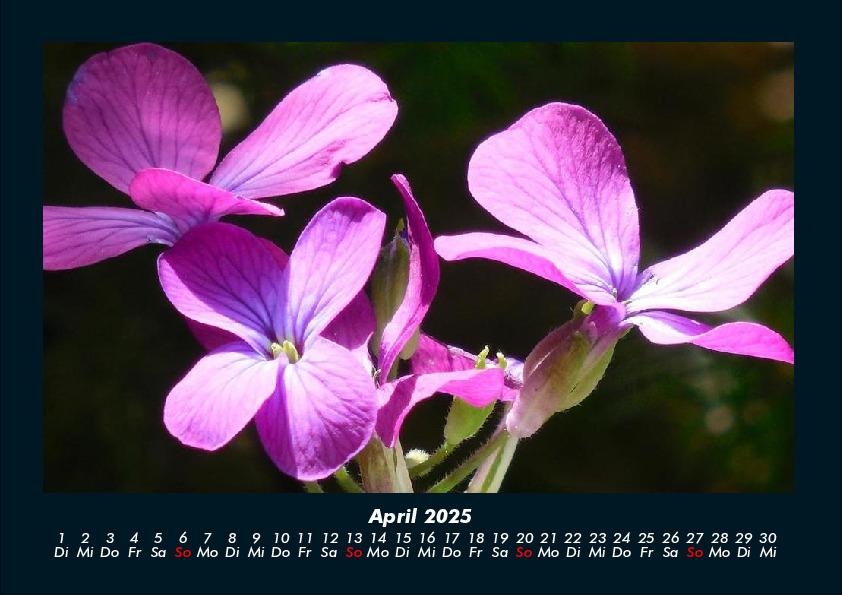 Weitere Ansicht: Pflanzen und Blüten 2025 Fotokalender DIN A4 | Tobias Becker