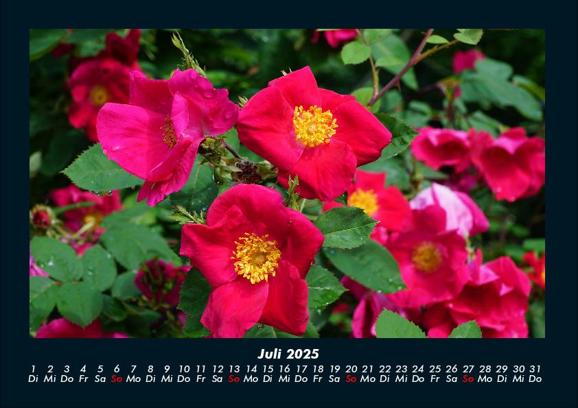 Weitere Ansicht: Pflanzen und Blüten 2025 Fotokalender DIN A4 | Tobias Becker