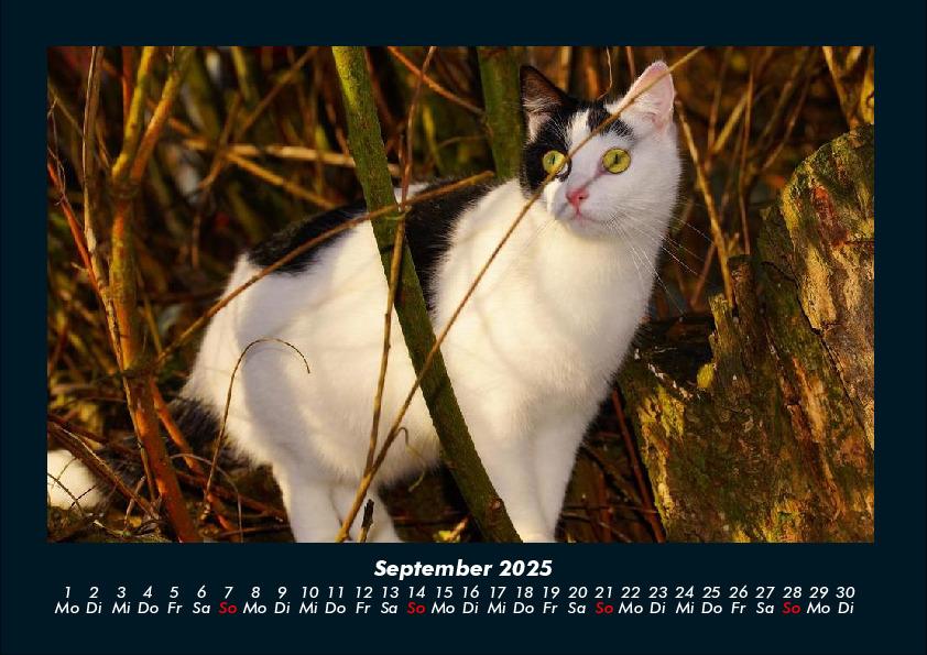 Weitere Ansicht: Für Katzenfreunde 2025 Fotokalender DIN A4 | Tobias Becker