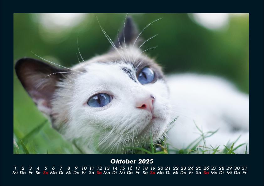 Weitere Ansicht: Für Katzenfreunde 2025 Fotokalender DIN A4 | Tobias Becker